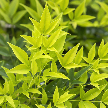 Livraison plante Nandina Lemon & Lime – Lot de 1 – Pot 17 cm – Hauteur 45 cm