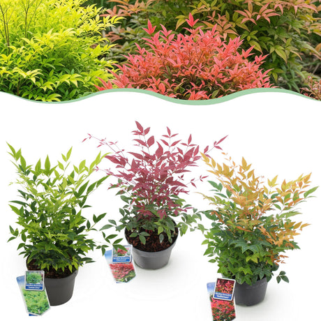 Livraison plante Nandina Tricolore – Lot de 3 – Pot 17 cm – Hauteur 45 cm