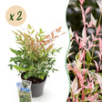 Livraison plante Nandina Twilight – Lot de 2 – Pot 17 cm – Hauteur 45 cm