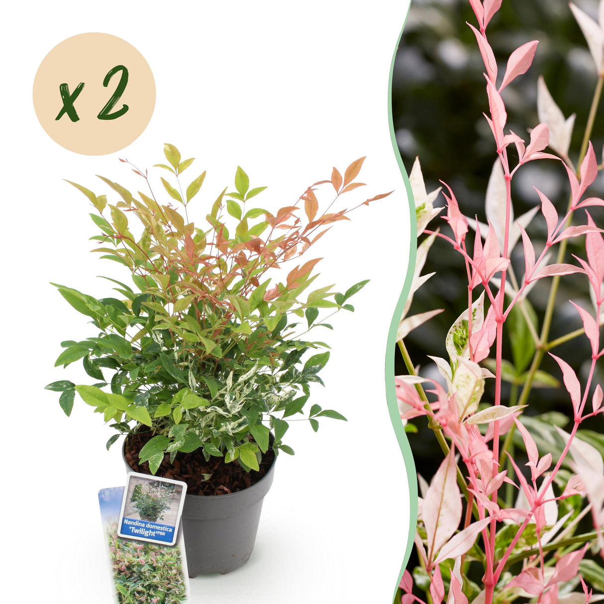 Livraison plante Nandina Twilight – Lot de 2 – Pot 17 cm – Hauteur 45 cm