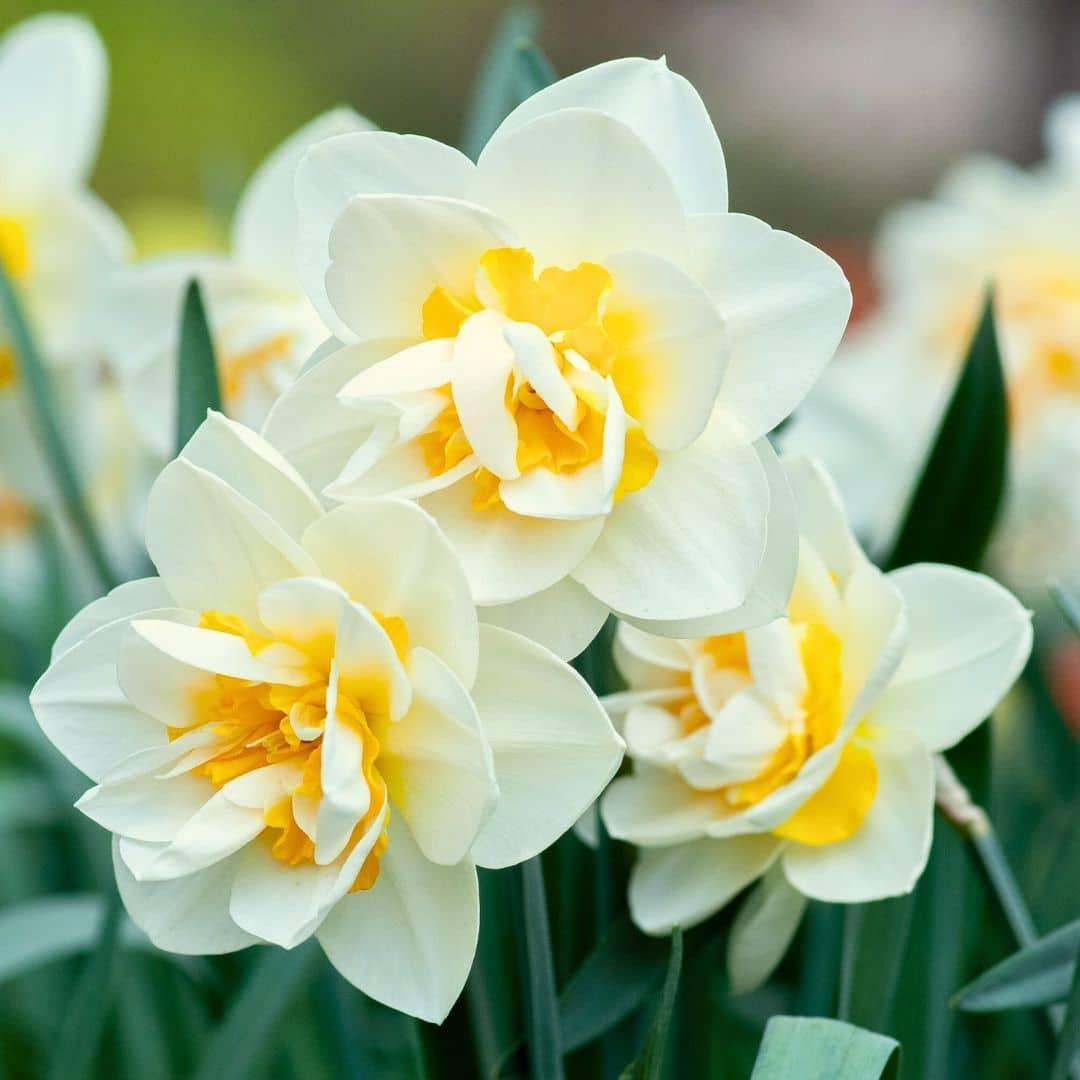 Livraison plante Narcisse 'Salou' - 10 Bulbes