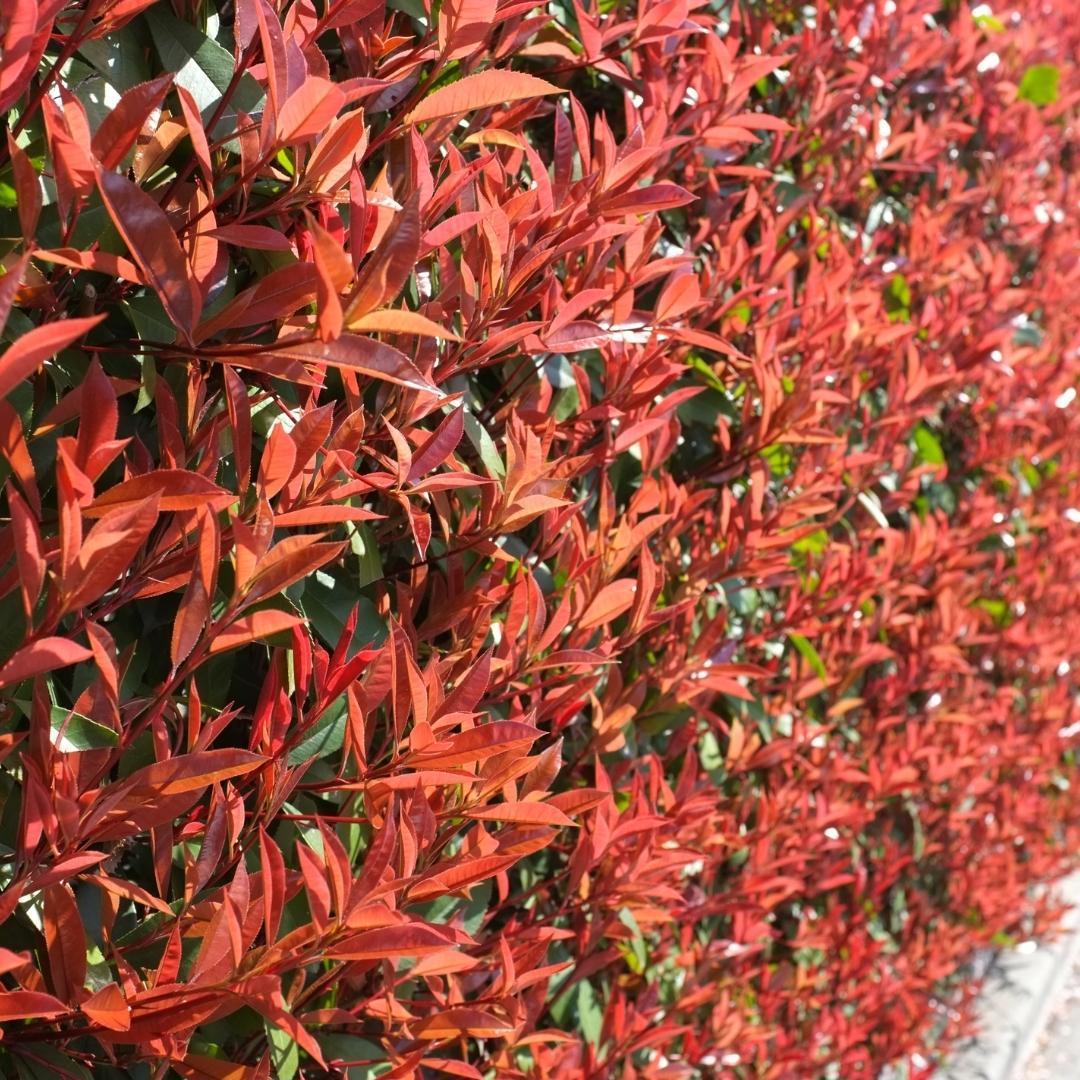 Livraison plante Néflier Brillant rouge h125cm pour 10m linéaires de haie 25x12L