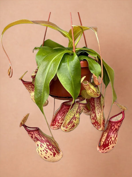 Livraison plante Nepenthes Monkey Jars Gaya plante carnivore