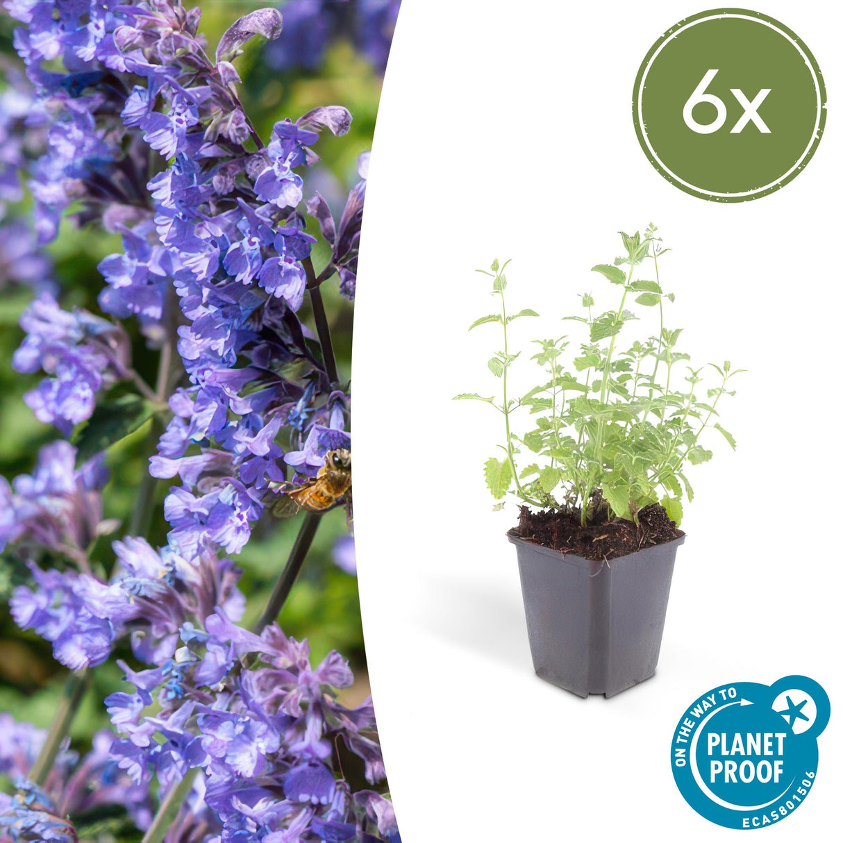 Livraison plante Nepeta 'Six Hills Giant'