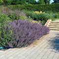 [NL: Cataire (Nepeta x faassenii) 'Six Hills Giant']