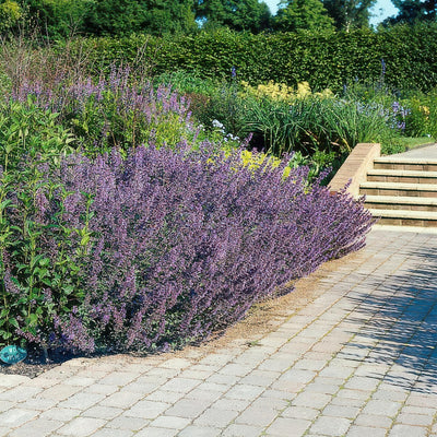 [NL: Cataire (Nepeta x faassenii) 'Six Hills Giant']