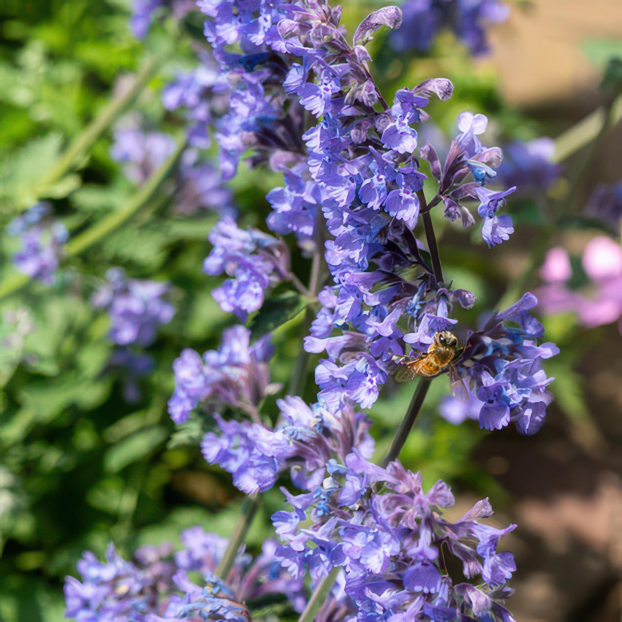 Livraison plante Nepeta 'Six Hills Giant'