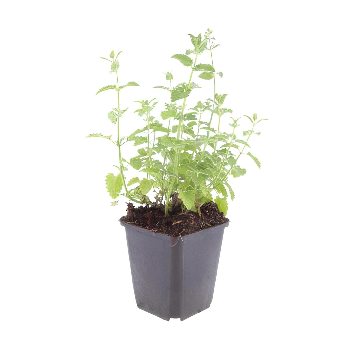 Livraison plante Nepeta Six Hills Giant