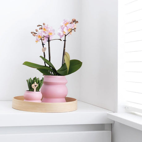 Livraison plante Offre Combi : 2 Orchidées Phalaenopsis Roses - Andorra, Plante d'Intérieur