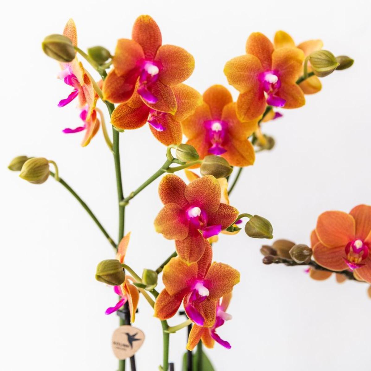 Livraison plante Offre Combinée : 2 Orchidées Phalaenopsis Parfumées Orange