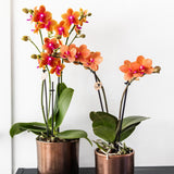 Livraison plante Offre Combinée de 4 Orchidées Phalaenopsis Parfumées Orange