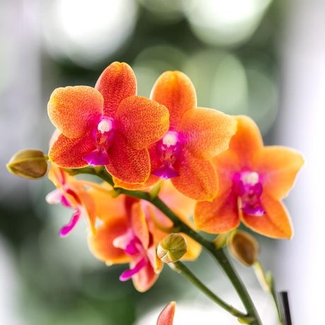 Livraison plante Offre Combinée de 4 Orchidées Phalaenopsis Parfumées Orange