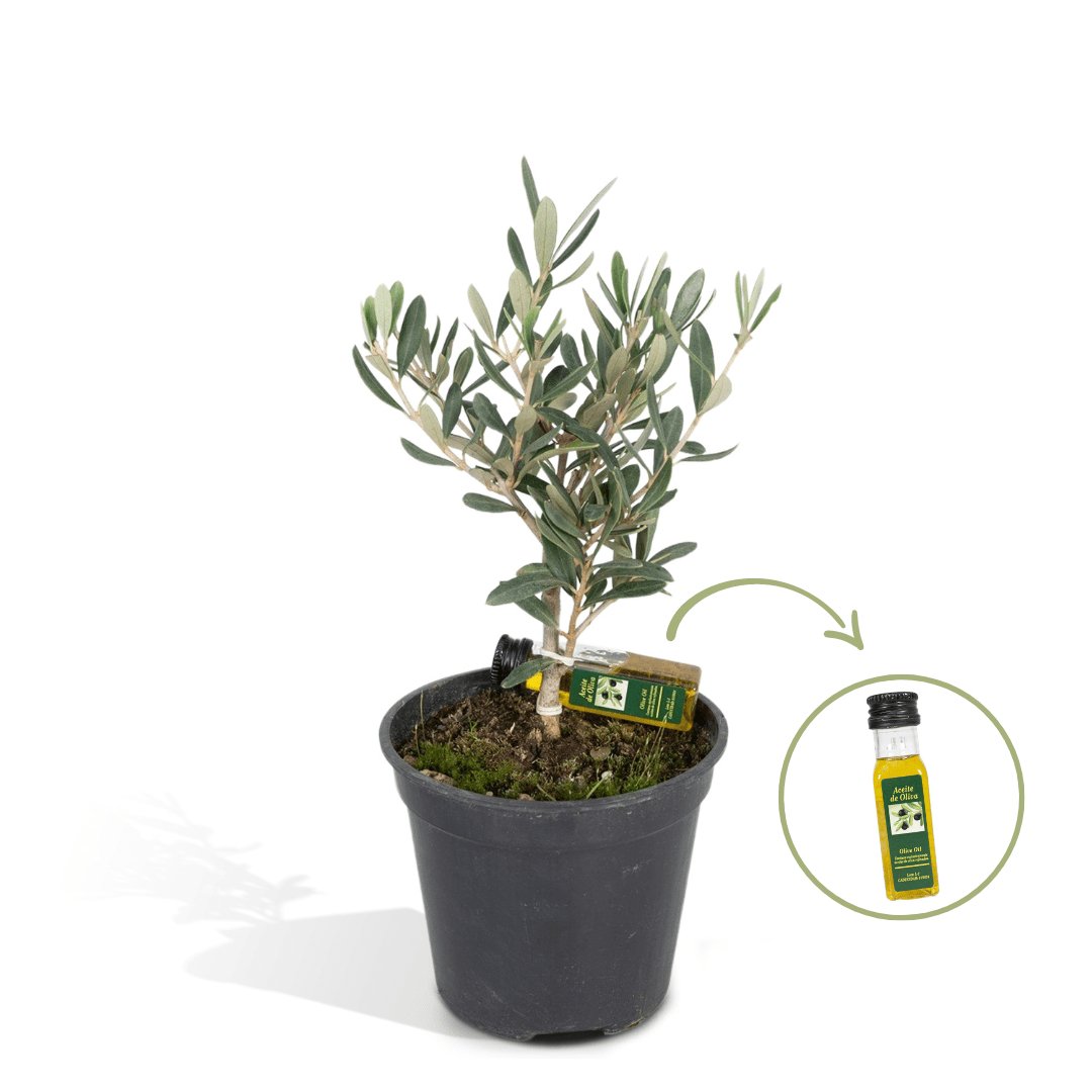 Livraison plante Olivier olea avec flacon d'huile d'olive - 25 cm - Ø13 - arbuste fruitier extérieur