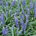 [NL: Herbe Aux Turquoises (Ophiopogon Japonicus) 'Big Blue']