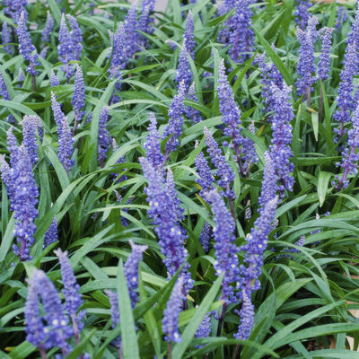 [NL: Herbe Aux Turquoises (Ophiopogon Japonicus) 'Big Blue']