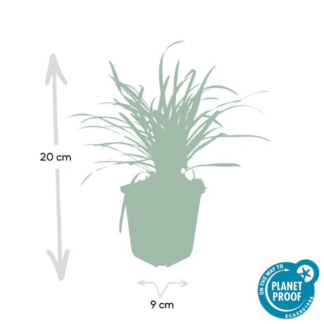 Livraison plante Ophiopogon - Herbe aux Turquoises 'Big Blue'