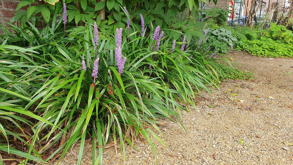 Livraison plante Ophiopogon - Herbe aux Turquoises 'Ingwersen'