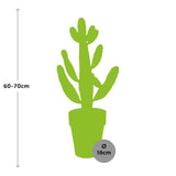 Livraison plante Opuntia consolea h65cm - cactus d'intérieur