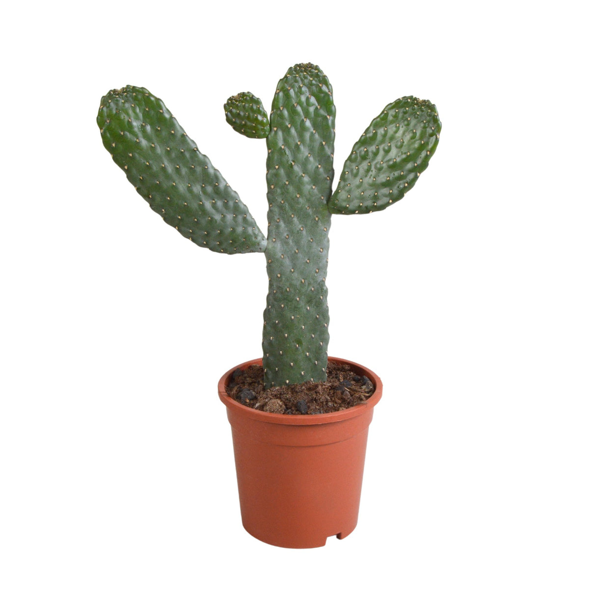 Livraison plante Opuntia consulea - cactus d'intérieur