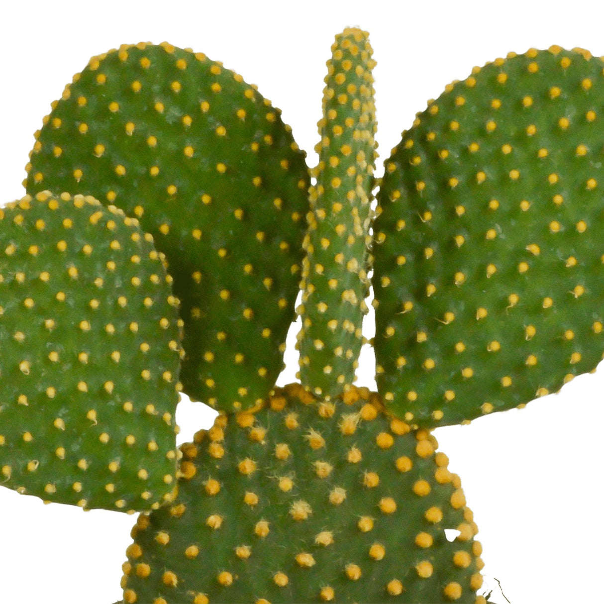 Livraison plante Opuntia Microdasys