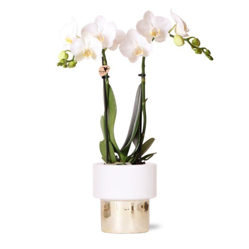 Livraison plante Orchidée Amabilis Blanche et son pot