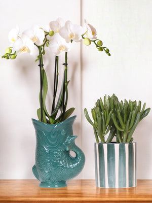 Livraison plante Orchidée Amabilis et Crassula en pots verts