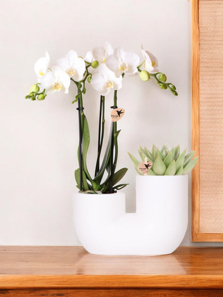 Livraison plante Orchidée Amabilis et Succulente en Pot Décoratif Blanc