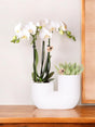 Livraison plante Orchidée Amabilis et Succulente en Pot Décoratif Blanc
