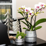 Livraison plante Orchidée blanche et rose - Ø9cm - plante d'intérieur