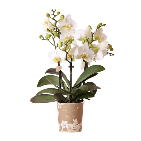 Livraison plante Orchidée blanche - Ø9cm - plante d'intérieur