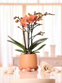Orchidée Corail et son pot
