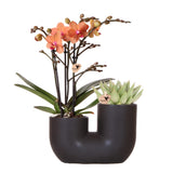 Livraison plante Orchidée et Succulent en Pot Noir Design