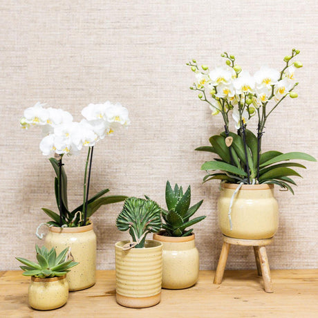 Livraison plante Orchidée jaune et plante verte en pots kaki vintage sur plateau bambou
