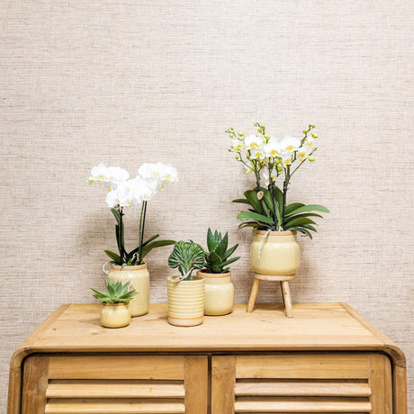 Livraison plante Orchidée jaune et plante verte en pots kaki vintage sur plateau bambou