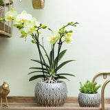 Livraison plante Orchidée jaune et son cache - pot - h35cm, Ø9cm