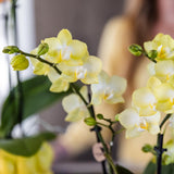 Livraison plante Orchidée jaune Phalaenopsis en pot Citrus