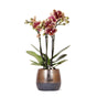 Livraison plante Orchidée Jaune - rouge et son pot