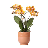 Livraison plante Orchidée Orange et son pot