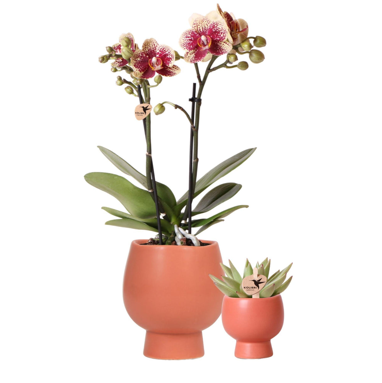 Livraison plante Orchidée Orange et Succulent Miranda avec Pots Céramiques