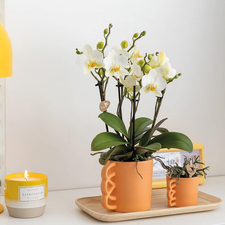 Livraison plante Orchidée Phalaenopsis blanche et son cache - pot pêche - plante d'intérieur fleurie