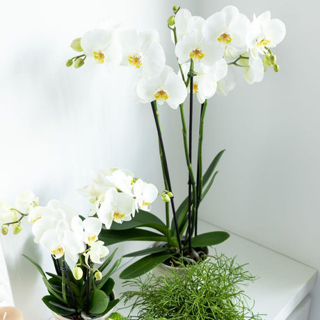 Livraison plante Orchidée Phalaenopsis blanche - Ø12cm - plante d'intérieur fleurie