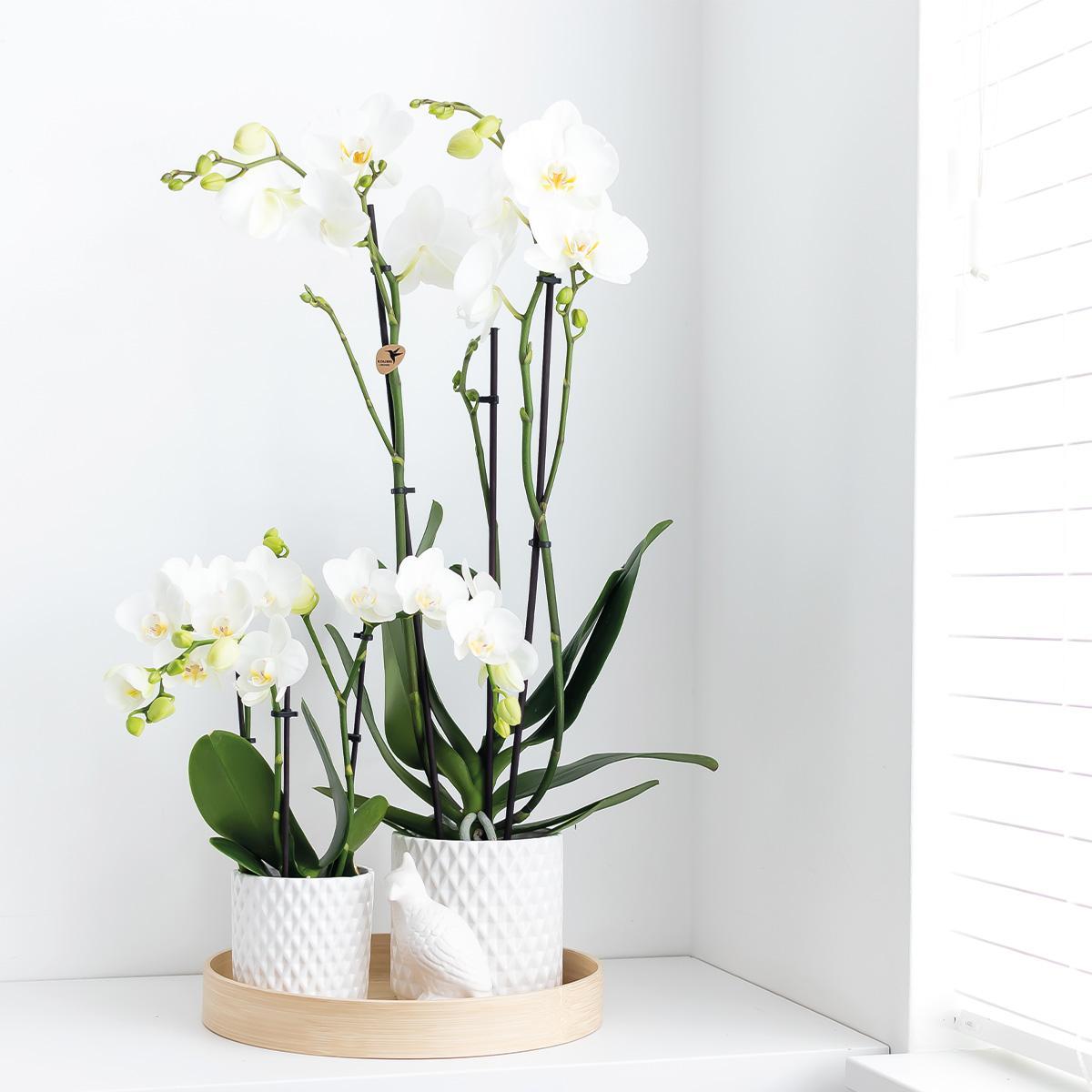 Livraison plante Orchidée Phalaenopsis blanche - Ø12cm - plante d'intérieur fleurie
