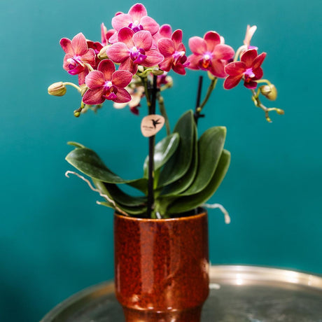 Livraison plante Orchidée Phalaenopsis Congo Pot Classy Rouge