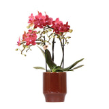 Livraison plante Orchidée Phalaenopsis Congo Pot Classy Rouge