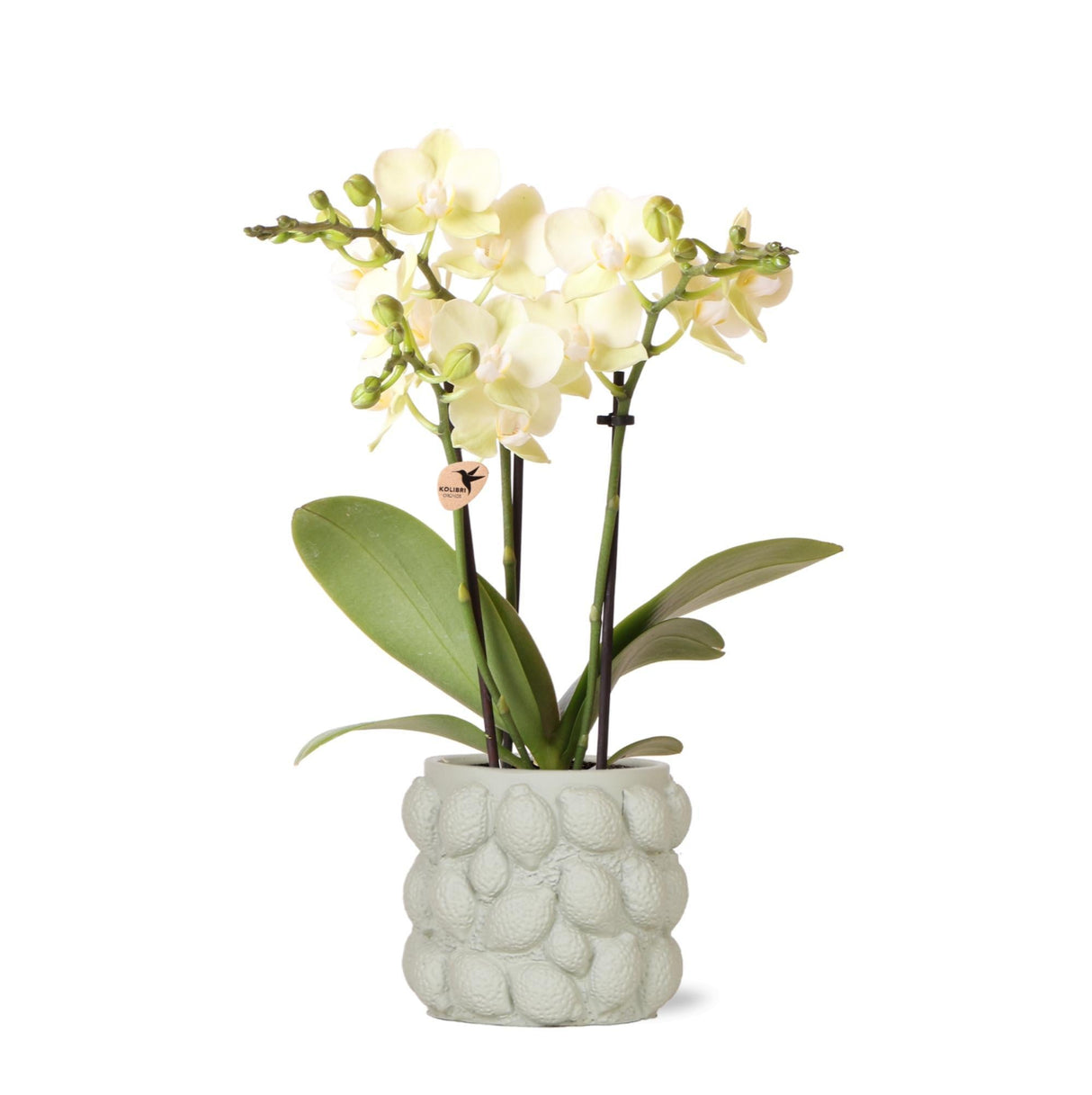 Livraison plante Orchidée Phalaenopsis jaune en pot décoratif Citrus vert