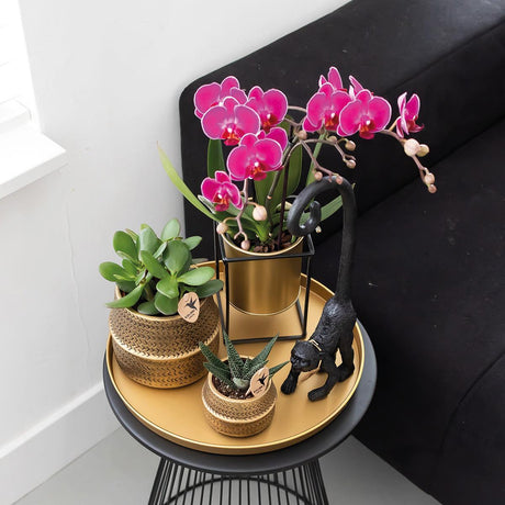 Livraison plante Orchidée Phalaenopsis mauve - Lot de 2