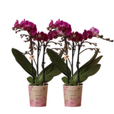 Livraison plante Orchidée Phalaenopsis mauve - Lot de 2