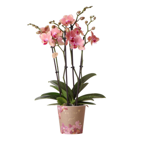 Livraison plante Orchidée Phalaenopsis Orange - Rose Jewel Pirate Picotee