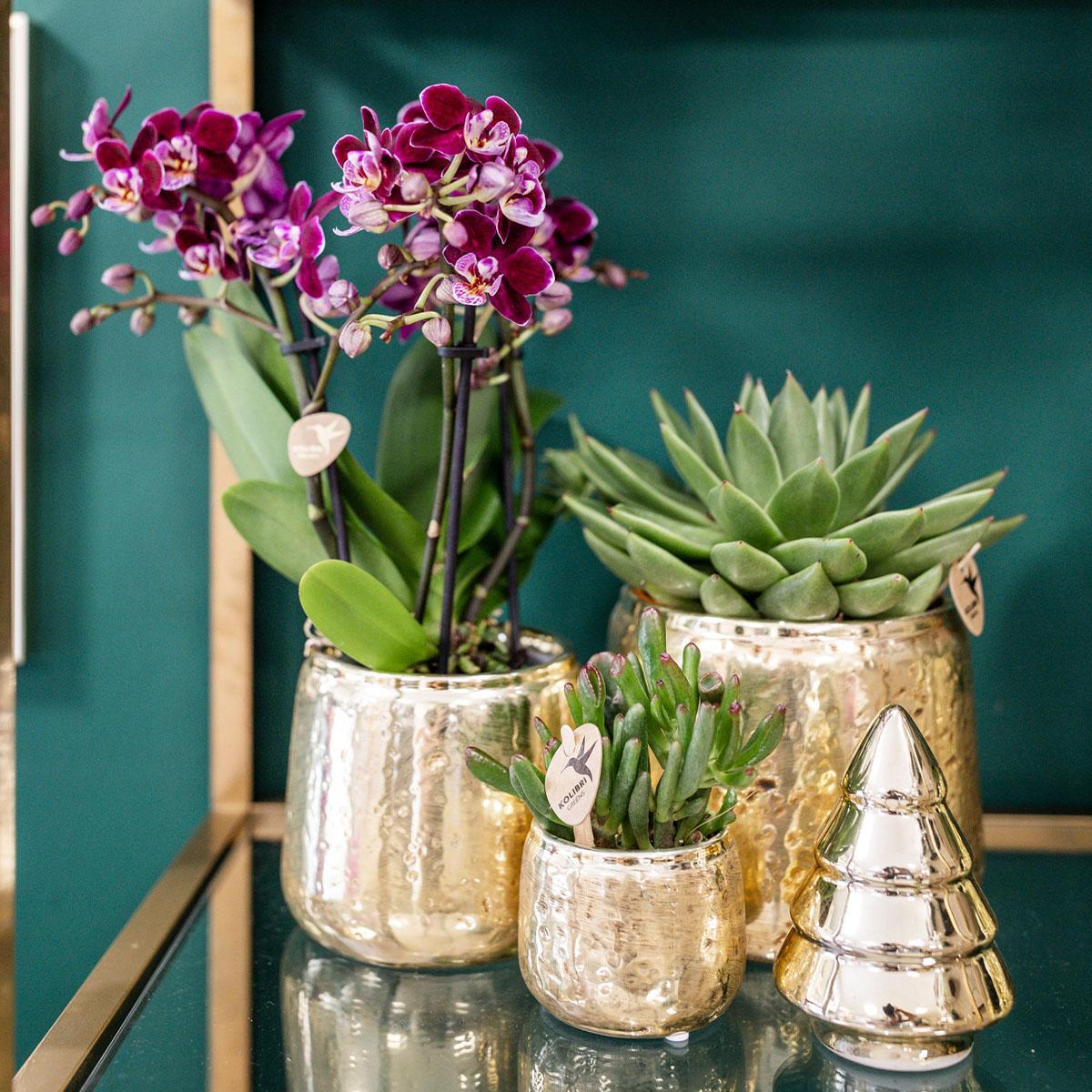 Lila-rosa Phalaenopsis-Orchidee mit goldenem Pflanzgefäß – 35 cm