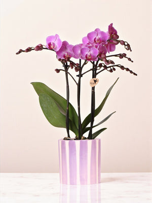 Livraison plante Orchidée phalaenopsis violette 'Vienna' + pot rayé lilas